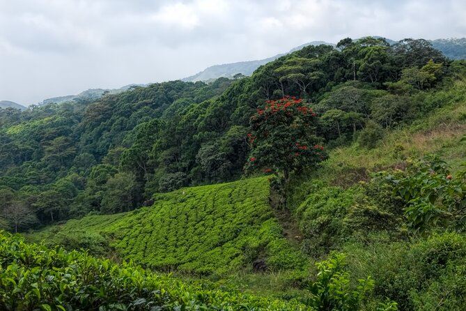 Sinharaja Rain Forest Guided Day Tour - What the endemism numbers mean for your day