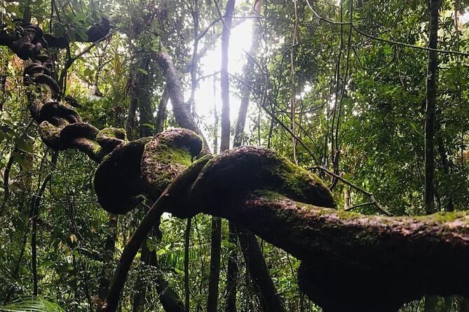 Sinharaja Rain Forest Guided Day Tour - Waterfalls on the route, with bathing possible