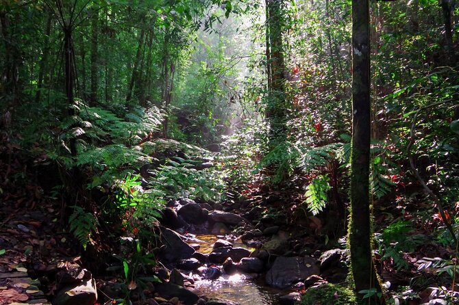 Sinharaja Rain Forest Guided Day Tour - Price and value: what $29.90 buys you here