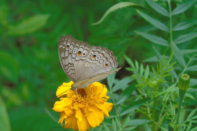 Sinharaja Rain Forest Tours (Full Day) - Why Sinharaja Rain Forest Feels Different Than a Typical Nature Trip
