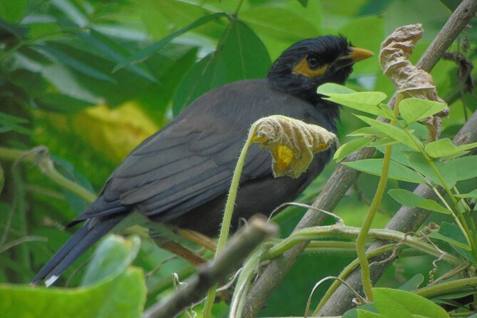 Sinharaja Rain Forest Tours (Full Day) - Deep Forest Walking: Leeches, Footing, and Photo Prep