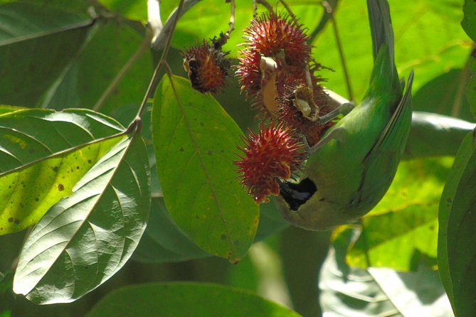 Sinharaja Rain Forest Tours (Full Day) - The Endemic Wildlife Goal: Birds, Reptiles, Plants, Explained on the Trail