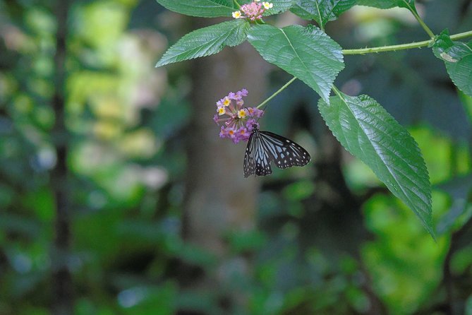 Sinharaja Rain Forest Tours (Full Day) - Lunch in the Forest: Simple, Included, and Helpful for a Long Day