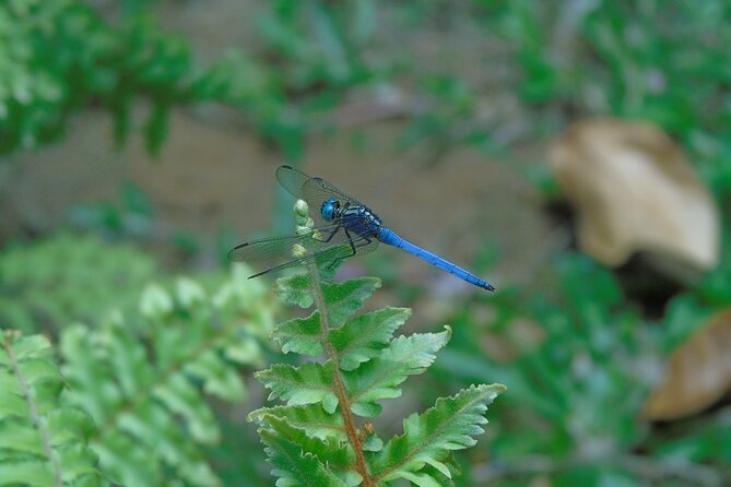 Sinharaja Rain Forest Tours (Full Day) - Price and Value: Why $30 Can Work for a Private Rainforest Day