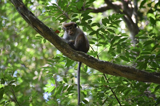 Sinharaja Rain Forest Tours (Full Day) - Deniyaya Start, Full-Day Tempo: What Your Schedule Really Looks Like