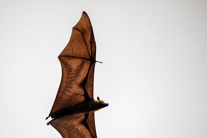Sinharaja Rainforest Day Tour By Rainforest Expedition - Price and timing, what $42 really buys you