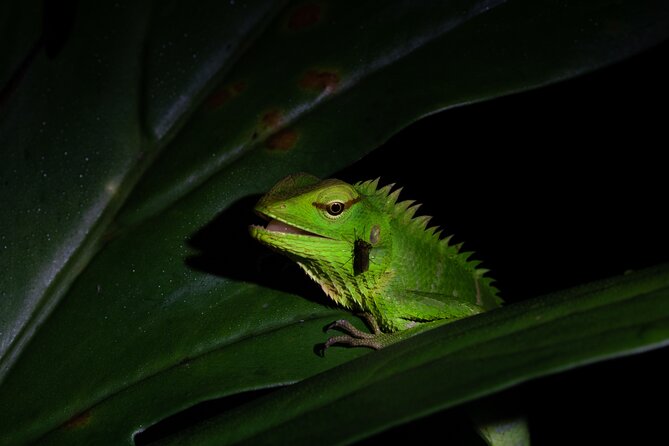 Sinharaja Rainforest Day Tour By Rainforest Expedition - Before you step into the trees, what happens at the entrance