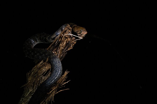 Sinharaja Rainforest Day Tour By Rainforest Expedition - Wildlife spotting with a naturalist, what to expect from the guide