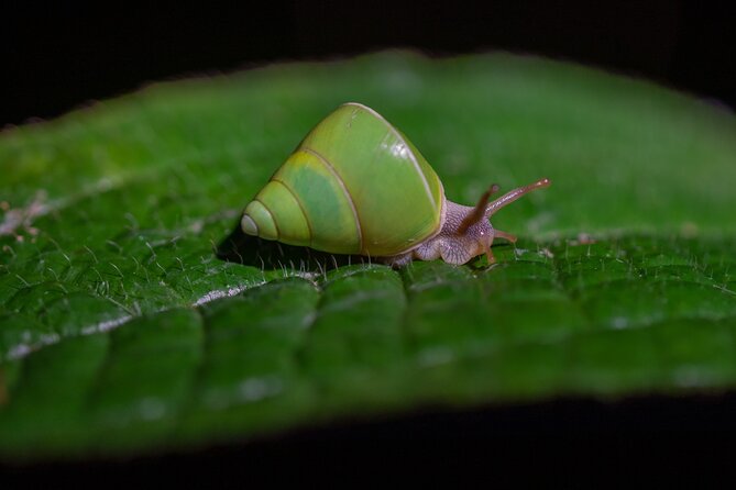 Sinharaja Rainforest Day Tour By Rainforest Expedition - Getting to the start, meeting point, and why “private” helps