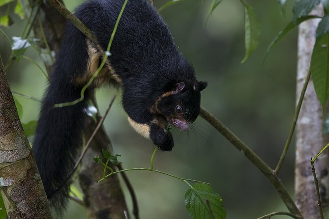 Sinharaja' rainforest - Discovery Tour (half day) - The leech reality, and how to stay comfortable and confident