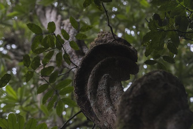 Sinharaja' rainforest - Discovery Tour (half day) - Mosquito-free hiking: the small detail that changes the whole mood