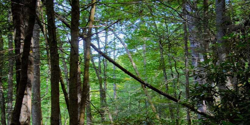 Sinharaja Rainforest Private & Customize Tour - Key highlights you will actually feel