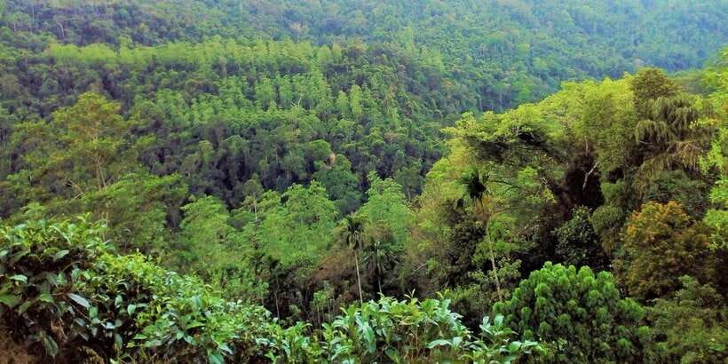Sinharaja Rainforest Private & Customize Tour - Customization without chaos: how the day stays flexible