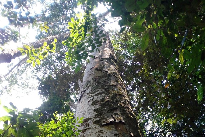 Sinharaja Rainforest Tour - Wildlife spotting with a guide, and what to expect realistically