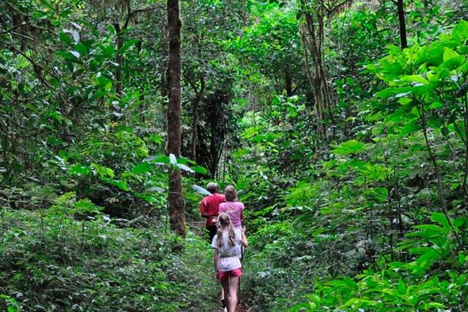 Sinharaja Rainforest Trekking Private Day Trip with Local Lunch - Key highlights worth your attention