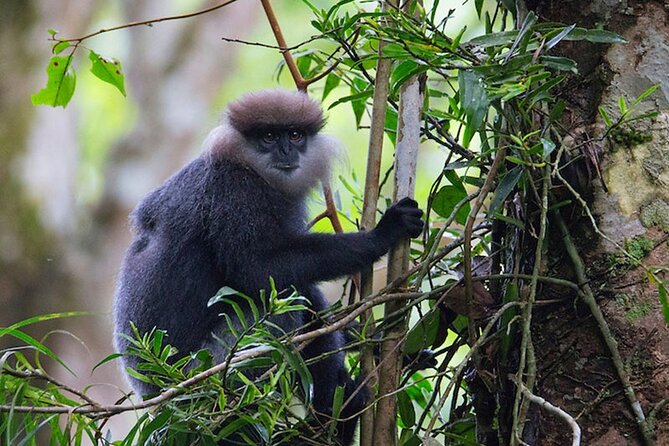 Sinharaja Rainforest Trekking Private Day Trip with Local Lunch - Waterfalls: when they are the highlight and when they are not