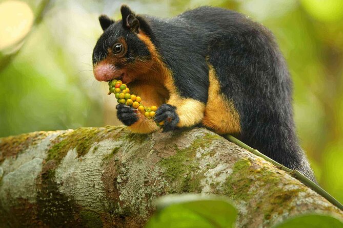 Sinharaja Rainforest Trekking Private Day Trip with Local Lunch - Lunch, drinks, and how to plan your fuel