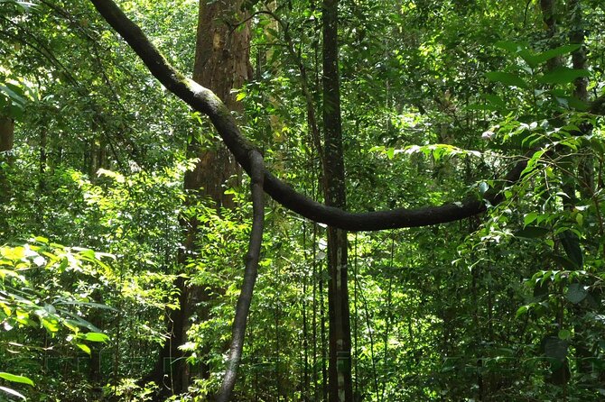 Sinharaja Rainforest Trekking Private Day Trip with Local Lunch - Price and value: does $120 make sense for a private day?