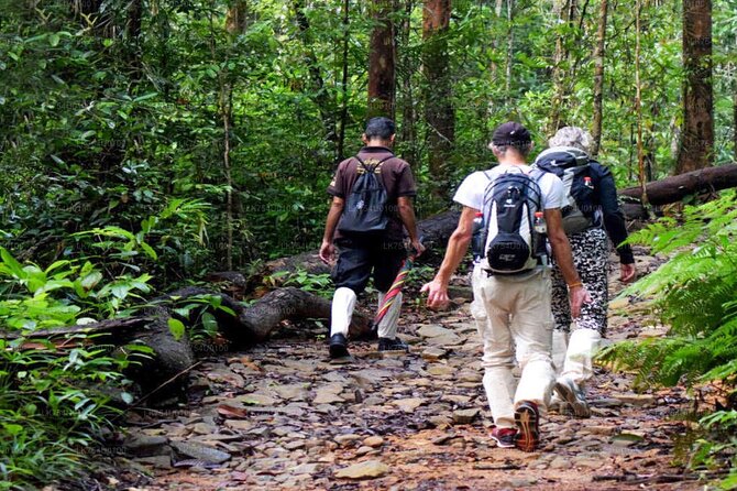 Sinharaja Rainforest Trekking Private Day Trip with Local Lunch - The guided trek inside the UNESCO rainforest