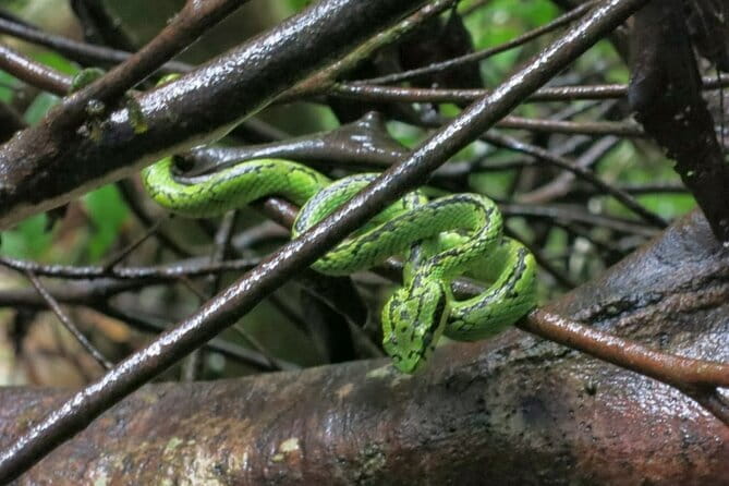 Sinharaja Rainforest Trip - Wildlife Is Wild: How to Set Expectations for Animal Sightings