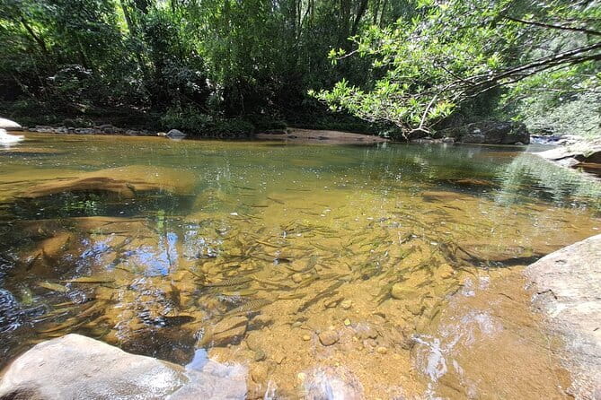 Sinharaja Rainforest Trip - First Stop: Sinharaja Forest Reserve, UNESCO Forest Time