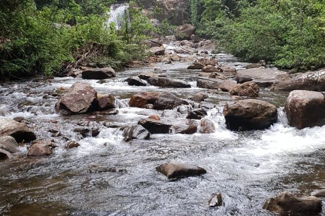 Sinharaja Short tour with 5 waterfalls tour or Adventure tour - The first forest hour: plants, animals, and a guide who spots patterns