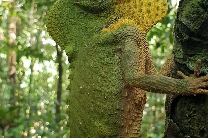 Sinharaja Short tour with 5 waterfalls tour or Adventure tour - Two waterfalls and the chance to cool off the smart way