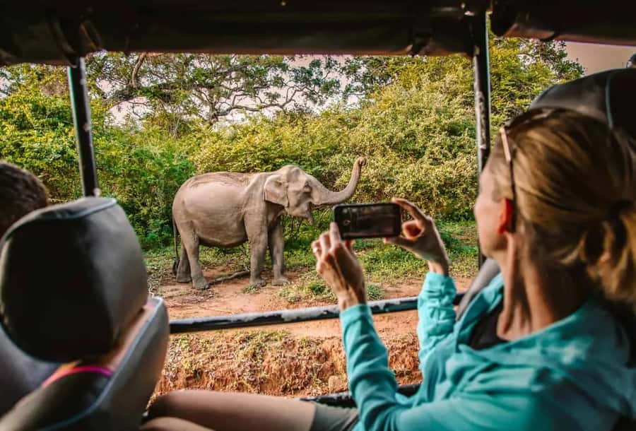 SKIP THE LINE - YALA SAFARI TOUR - Incl. ENTRY TICKETS - The Leopard-Focused Timing That Drives the Whole Tour