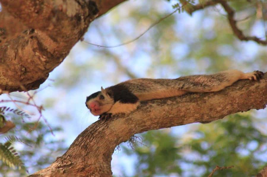 SKIP THE LINE - YALA SAFARI TOUR - Incl. ENTRY TICKETS - Guided Game Drive 1 in Yala: Watching Like a Hunter