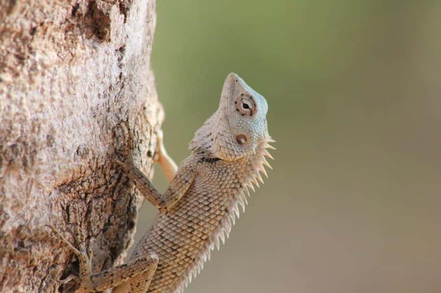 SKIP THE LINE - YALA SAFARI TOUR - Incl. ENTRY TICKETS - Guided Game Drive 2: The Second Chance Window