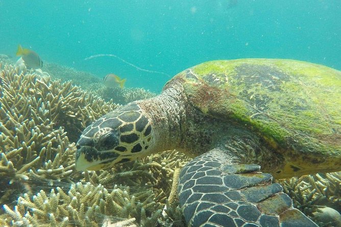 Snorkeling at Pigeon Island - Key highlights at Pigeon Island (what matters in real life)