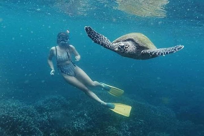 Snorkeling at Pigeon Island - Pigeon Island National Park: what you can actually expect to see