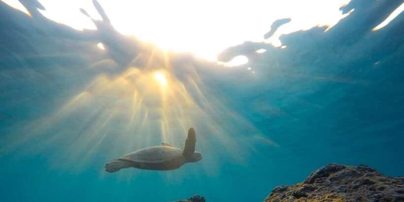 Snorkeling in Trincomalee - Trincomalee snorkeling: a simple two-hour plan