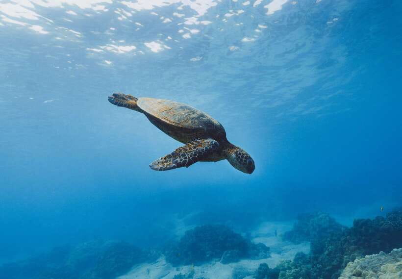 Snorkeling in Unawatuna - Unawatuna Bay Snorkeling: Why the Water Feels Friendly