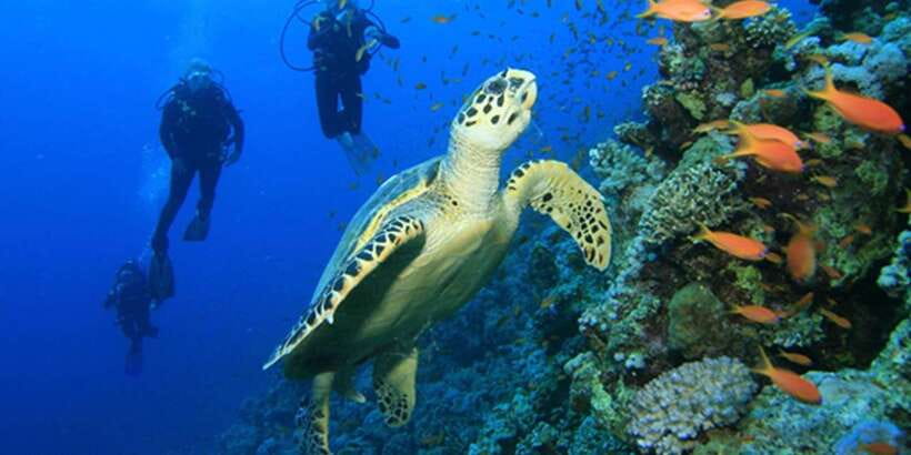 Snorkeling Trip from Polhena Beach, Matara, Sri Lanka - Should You Book the Snorkeling Mirissa Trip from Polhena?