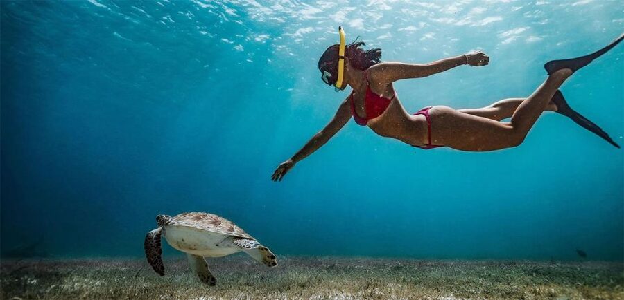 Snorkeling Trip from Polhena Beach, Matara, Sri Lanka - Marine Life Expectations: What You Can Count On, What You Can Hope For