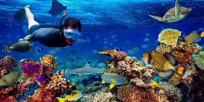 Snorkeling Trip from Polhena Beach, Matara, Sri Lanka - Price and Value: Is $29 a Good Deal Here?