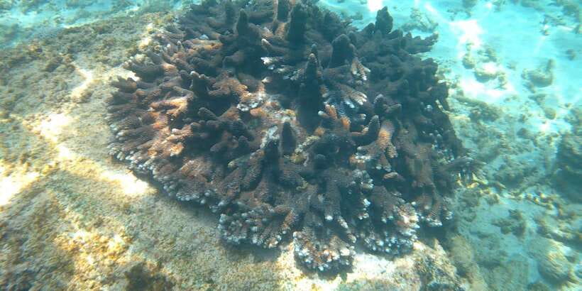 Snorkeling Trip from Polhena Beach, Matara, Sri Lanka - Who This Snorkeling Trip Fits Best