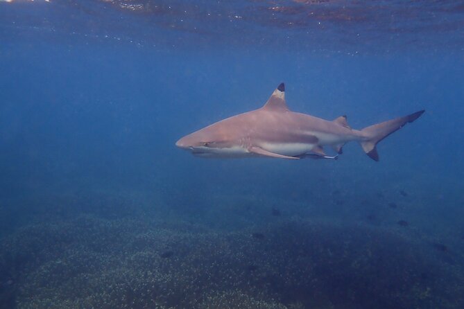 Snorkeling Trip To Pigeon Island - Boat ride and safety: the parts you will feel, not just read