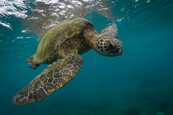 Snorkeling with Sea Turtles in Mirissa (Pickup and Drop included) - Key Points You Should Care About