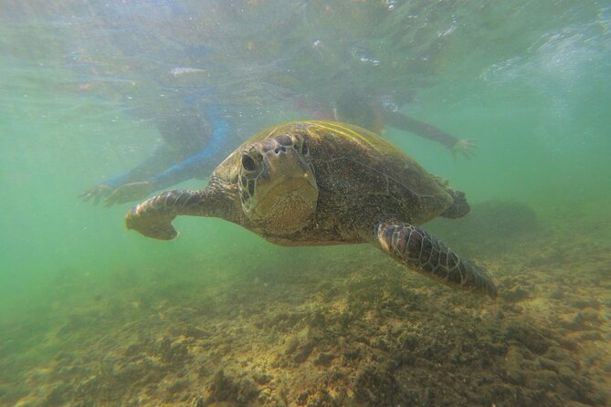 Snorkeling with Sea Turtles in Mirissa (Pickup and Drop included) - Sea Turtles in Mirissa, What This Trip Gets Right