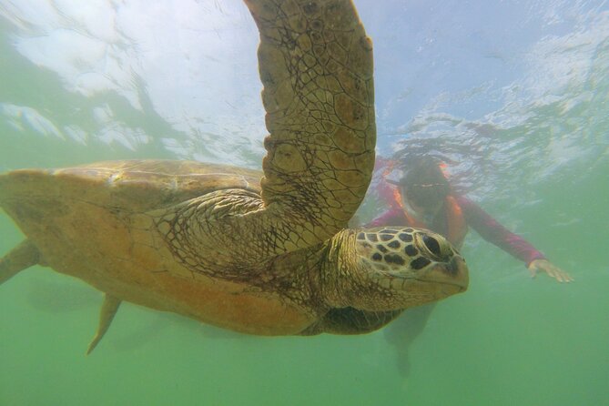 Snorkeling with Sea Turtles in Mirissa (Pickup and Drop included) - Pickup, Timing, and How to Plan Your Morning