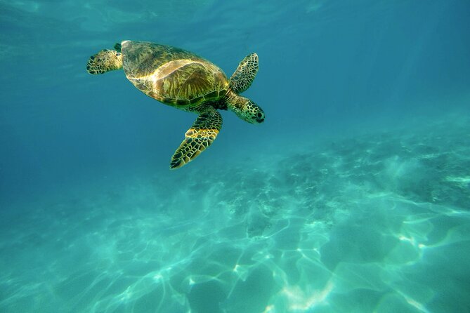 Snorkeling with Sea Turtles in Mirissa (Pickup and Drop included) - Weather Matters, Because This Is an Ocean Trip