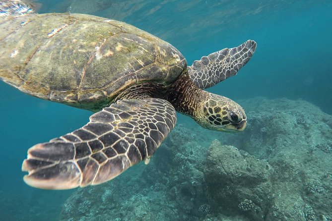 Snorkeling with Turtles in Mirissa - Key highlights you should know before you go