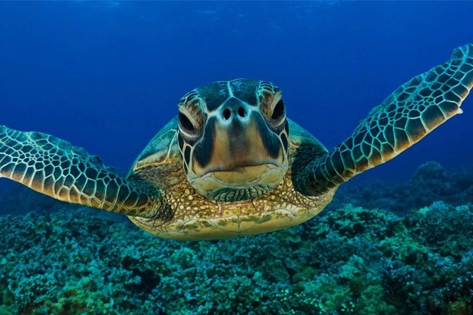 Snorkeling with Turtles in Mirissa - Where You Meet at Araliya Restaurant and How the Timing Usually Feels