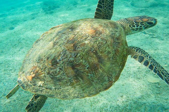 Snorkeling with Turtles in Mirissa - Underwater Photos and Videos, Plus What You Can Actually Get Out of Them