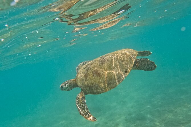 Snorkeling with Turtles in Mirissa - Equipment, Float Support, and Safety Moves That Make Beginners Comfortable