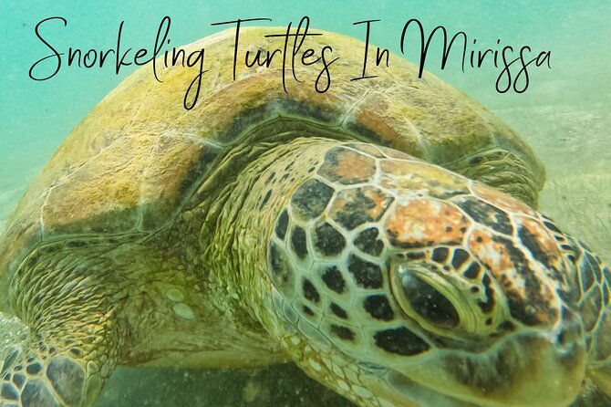 Snorkeling with Turtles in Mirissa - Price and Value of a $25 Private Turtle Snorkel