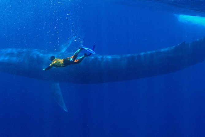 Snorkeling with Whales in Mirissa - Key things to know before you go