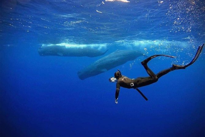 Snorkeling with Whales in Mirissa - Group size, timing, and what a 4-hour morning really feels like